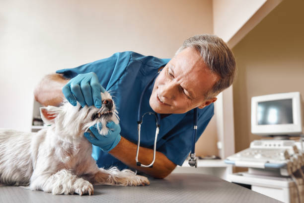 Best Walk-In Emergency Dental Services in Buies Creek, NC